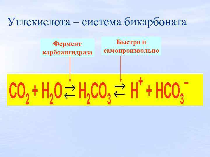 Углекислота – система бикарбоната Фермент карбоангидраза Быстро и самопроизвольно 