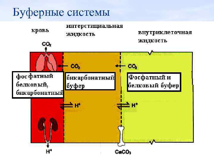 Бикарбонатный буфер схема