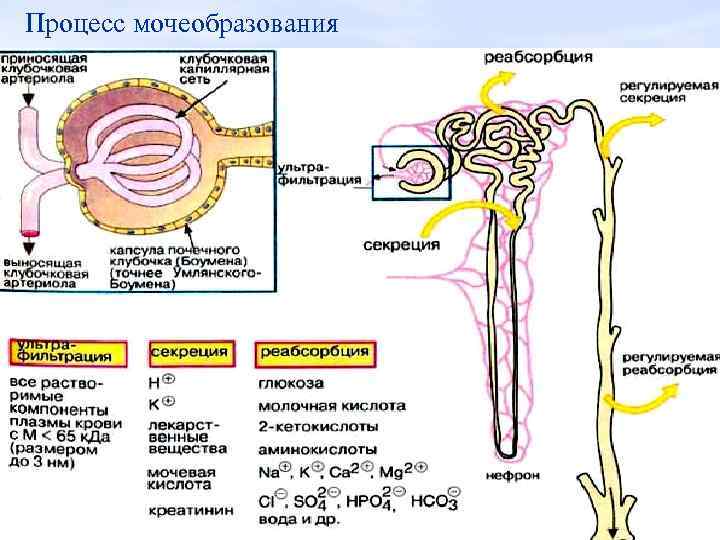 Процесс мочеобразования 