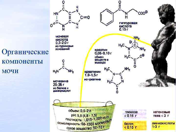 Органические компоненты мочи 