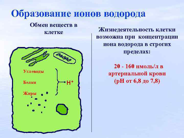 Образование ионов водорода Обмен веществ в клетке Углеводы Белки Жиры H+ Жизнедеятельность клетки возможна