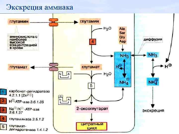 Экскреция аммиака 