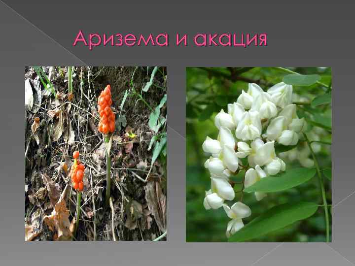 Аризема и акация 
