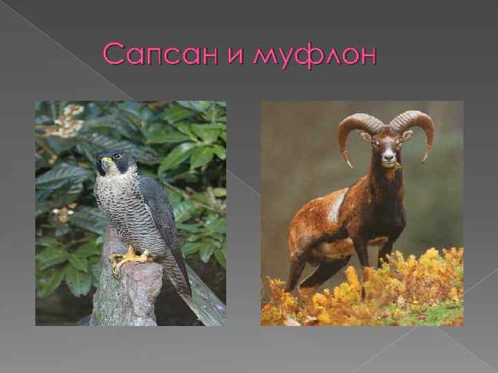 Сапсан и муфлон 
