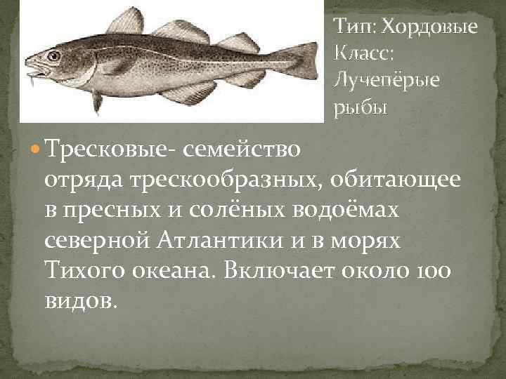 Тип: Хордовые Класс: Лучепёрые рыбы Тресковые- семейство отряда трескообразных, обитающее в пресных и солёных