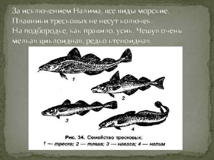 За исключением Налима, все виды морские. Плавники тресковых не несут колючек. На подбородке, как