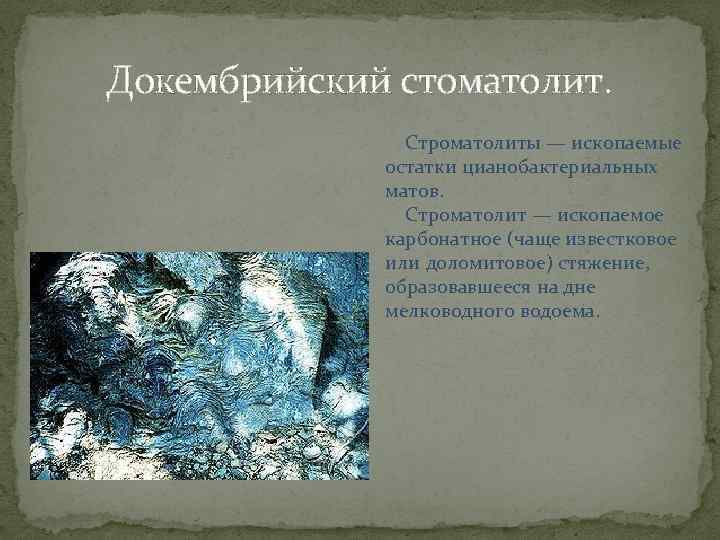 Докембрийский стоматолит. Строматолиты — ископаемые остатки цианобактериальных матов. Строматолит — ископаемое карбонатное (чаще известковое