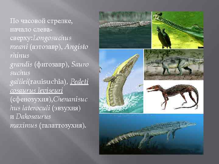 По часовой стрелке, начало слевасверху: Longosuchus meani (аэтозавр), Angisto rhinus grandis (фитозавр), Sauro suchus