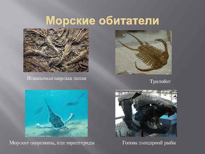 Морские обитатели Ископаемая морская лилия Морские скорпионы, или эвриптериды Трилобит Голова панцирной рыбы 