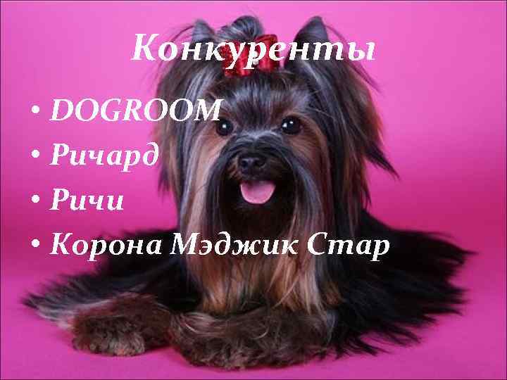 Конкуренты • DOGROOM • Ричард • Ричи • Корона Мэджик Стар 