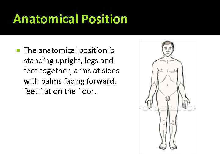 Anatomical Position The anatomical position is standing upright, legs and feet together, arms at