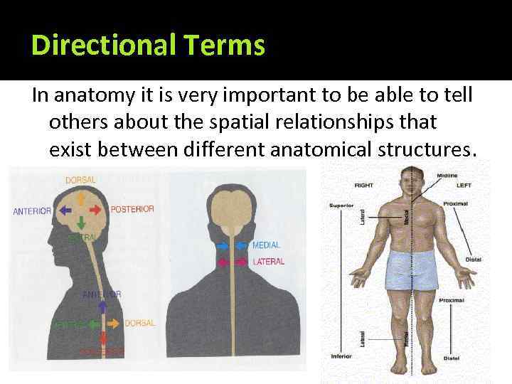 Directional Terms In anatomy it is very important to be able to tell others