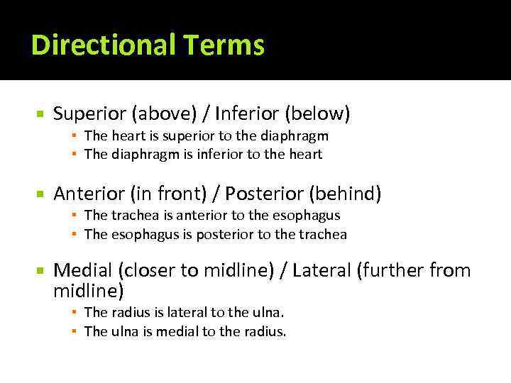 Directional Terms Superior (above) / Inferior (below) ▪ The heart is superior to the