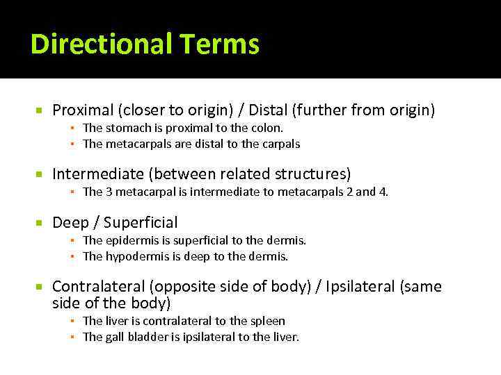 Directional Terms Proximal (closer to origin) / Distal (further from origin) ▪ The stomach