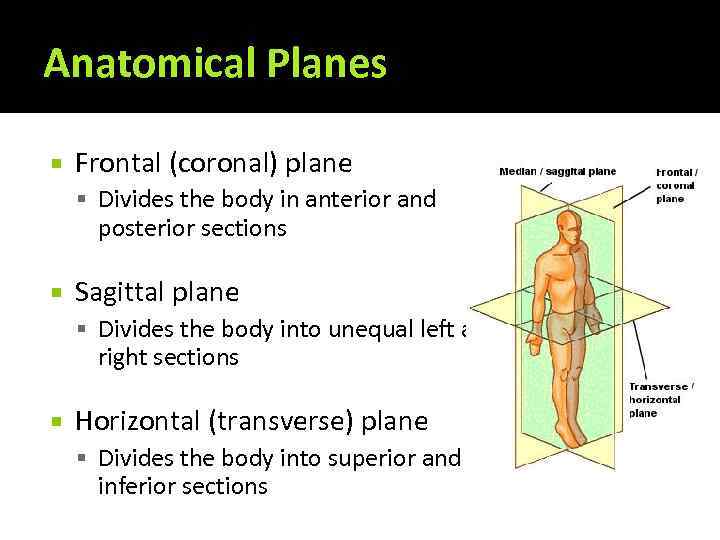 Anatomical Planes Frontal (coronal) plane Divides the body in anterior and posterior sections Sagittal