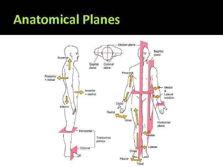 Anatomical Planes 