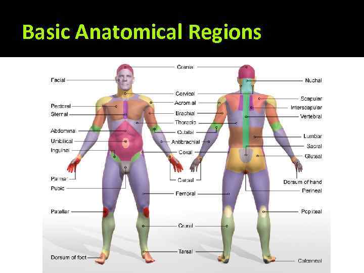 Basic Anatomical Regions 