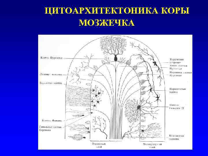 Схема мозжечка