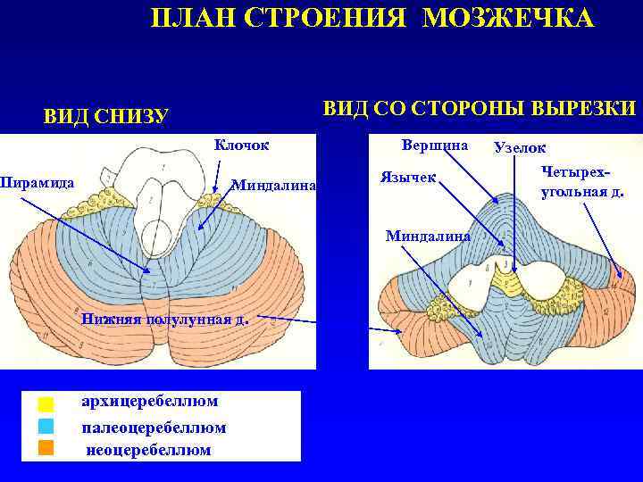 Ядра мозжечка схема