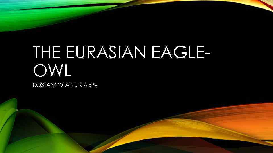 THE EURASIAN EAGLEOWL KOSTANOV ARTUR 6 «B» 