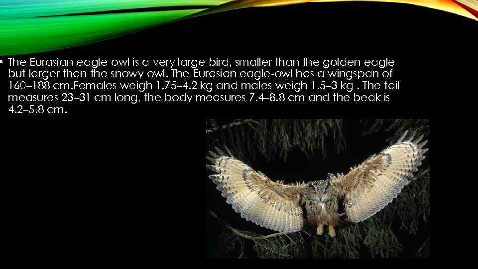  • The Eurasian eagle-owl is a very large bird, smaller than the golden