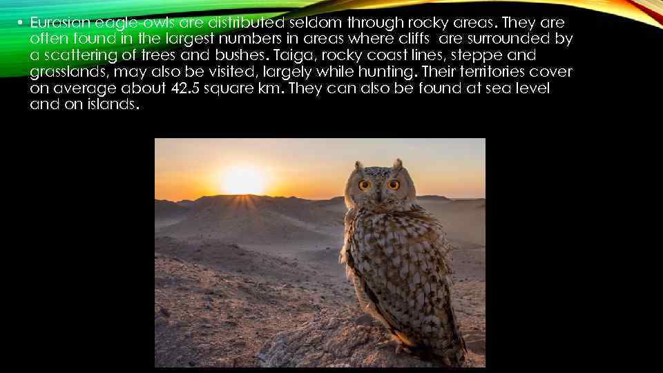  • Eurasian eagle-owls are distributed seldom through rocky areas. They are often found