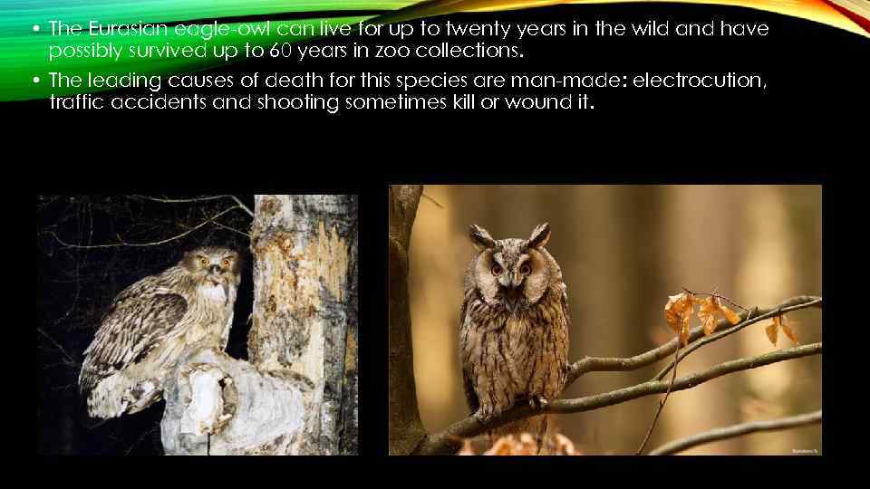  • The Eurasian eagle-owl can live for up to twenty years in the