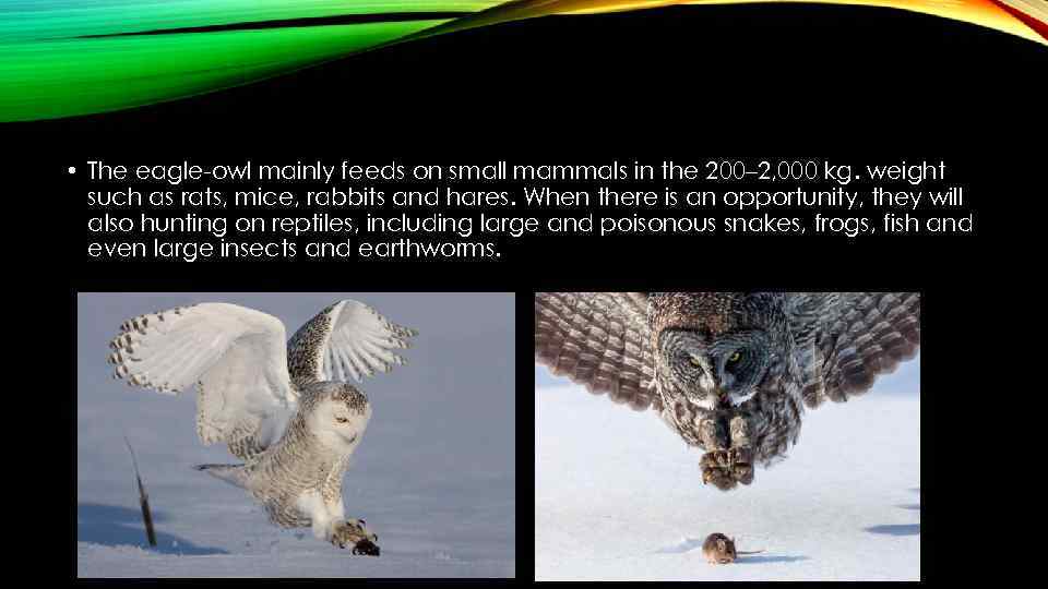  • The eagle-owl mainly feeds on small mammals in the 200– 2, 000