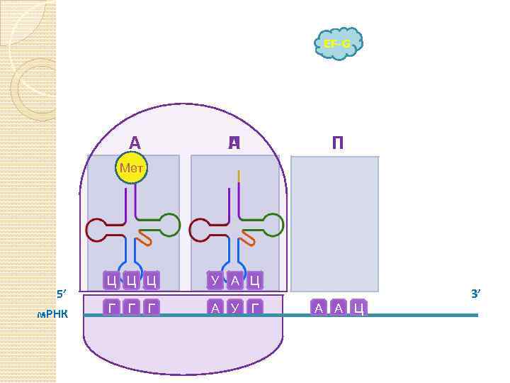 EF-G А А П П Мет 5’ м. РНК Ц Ц Ц У А