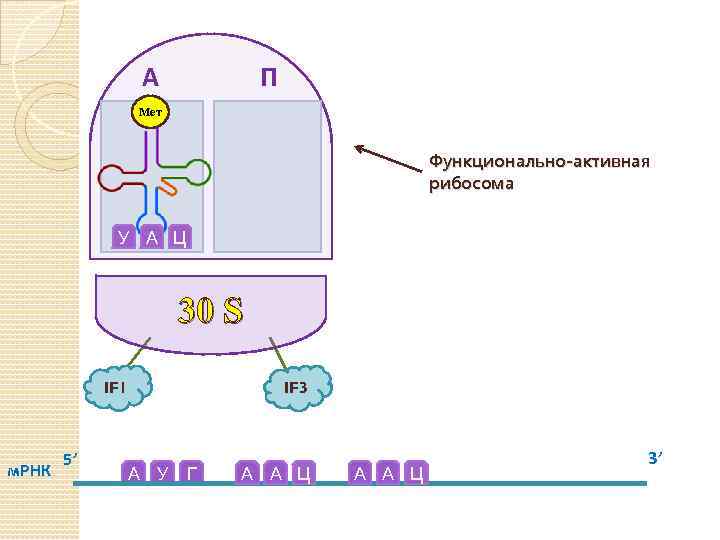 А П Мет Функционально-активная рибосома У А Ц 30 S IF 1 м. РНК