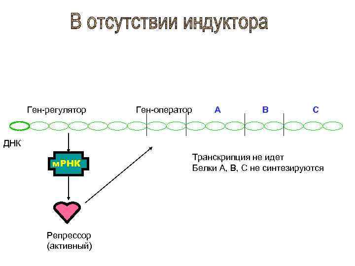 Ген-регулятор Ген-оператор А B C ДНК м. РНК Репрессор (активный) Транскрипция не идет Белки