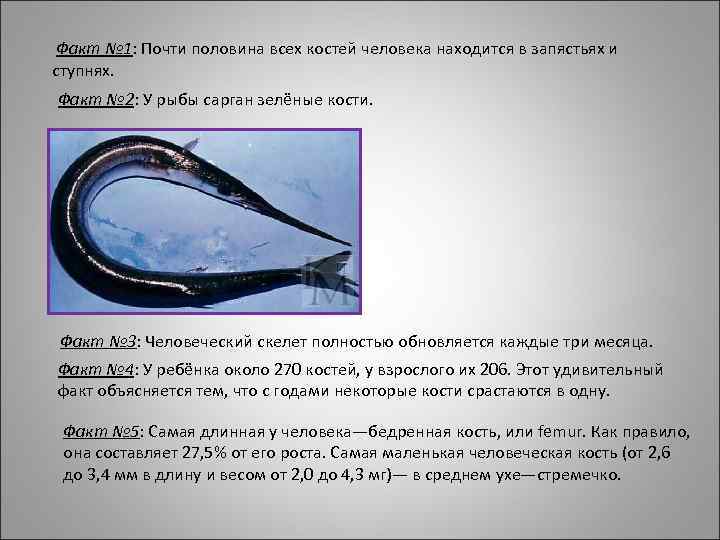 Факт № 1: Почти половина всех костей человека находится в запястьях и ступнях. Факт