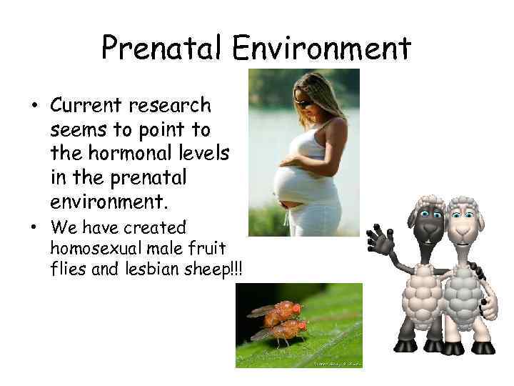 Prenatal Environment • Current research seems to point to the hormonal levels in the