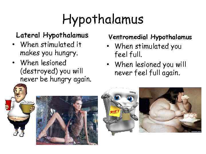 Hypothalamus Lateral Hypothalamus • When stimulated it makes you hungry. • When lesioned (destroyed)