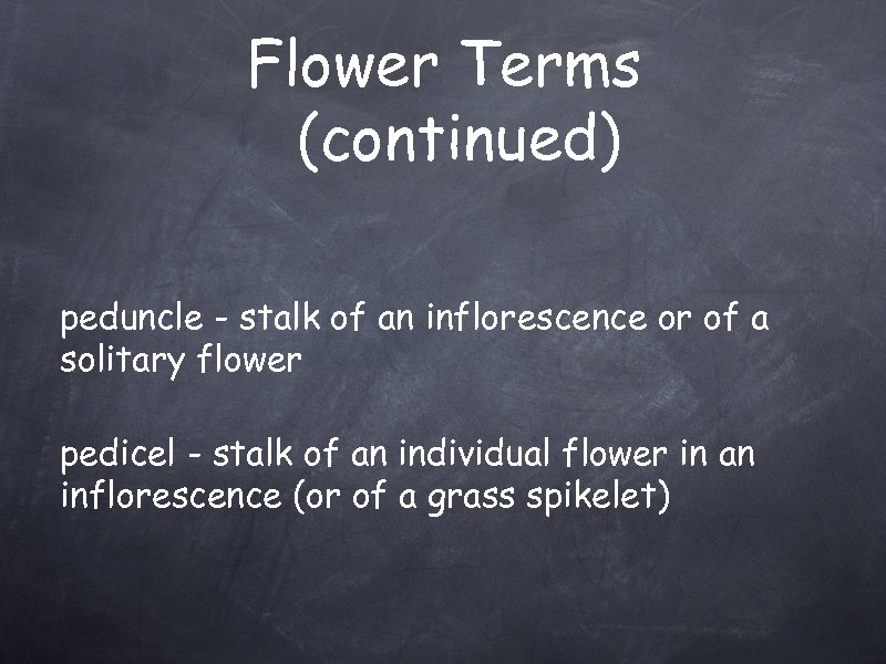 Flower Terms (continued) peduncle - stalk of an inflorescence or of a solitary flower