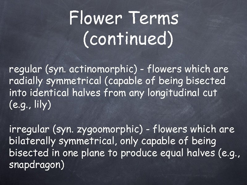 Flower Terms (continued) regular (syn. actinomorphic) - flowers which are radially symmetrical (capable of