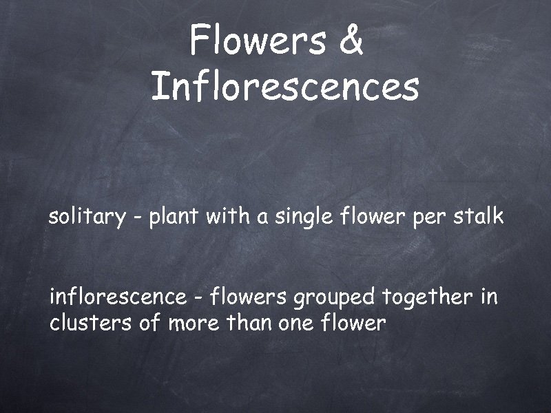 Flowers & Inflorescences solitary - plant with a single flower per stalk inflorescence -