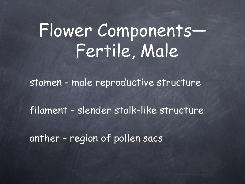 Flower Components— Fertile, Male stamen - male reproductive structure filament - slender stalk-like structure