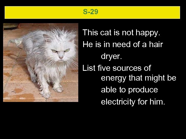 S-29 This cat is not happy. He is in need of a hair dryer.