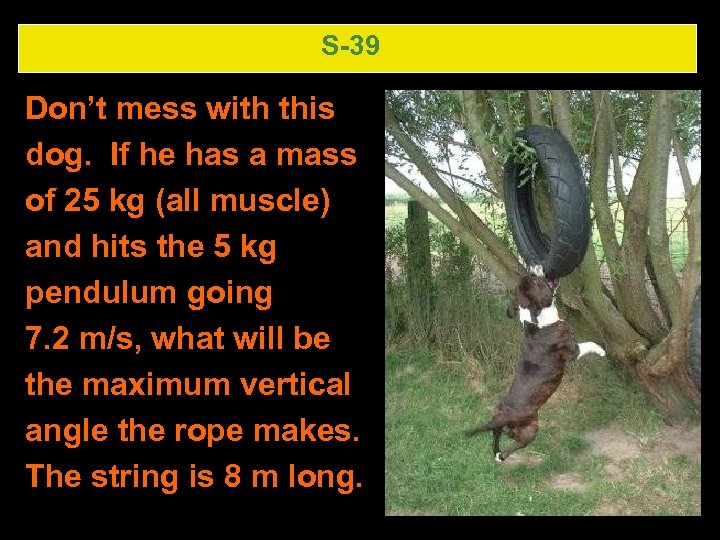 S-39 Don’t mess with this dog. If he has a mass of 25 kg