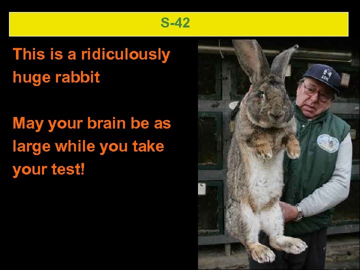 S-42 This is a ridiculously huge rabbit May your brain be as large while