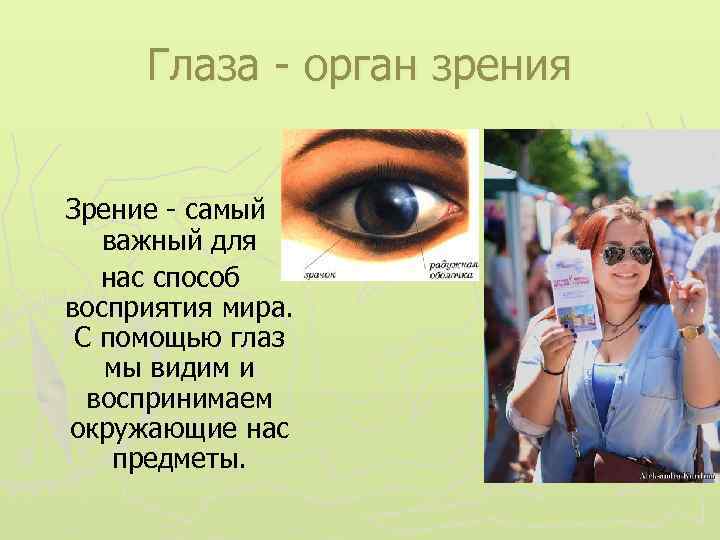 Глаза - орган зрения Зрение - самый важный для нас способ восприятия мира. С