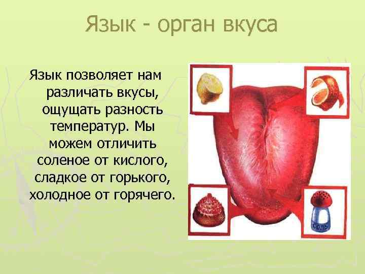 Язык - орган вкуса Язык позволяет нам различать вкусы, ощущать разность температур. Мы можем