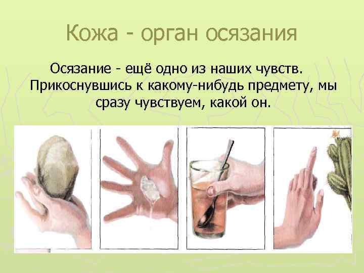 Кожа - орган осязания Осязание - ещё одно из наших чувств. Прикоснувшись к какому-нибудь