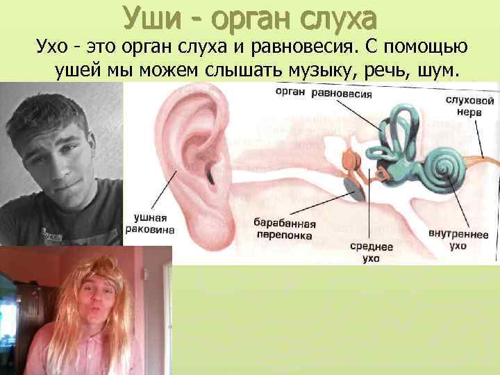 Орган слуха и шум. Орган слуха и равновесия ухо. Орган слуха и орган равновесия. Строение органа слуха и равновесия. Орган слуха и равновесия человека.