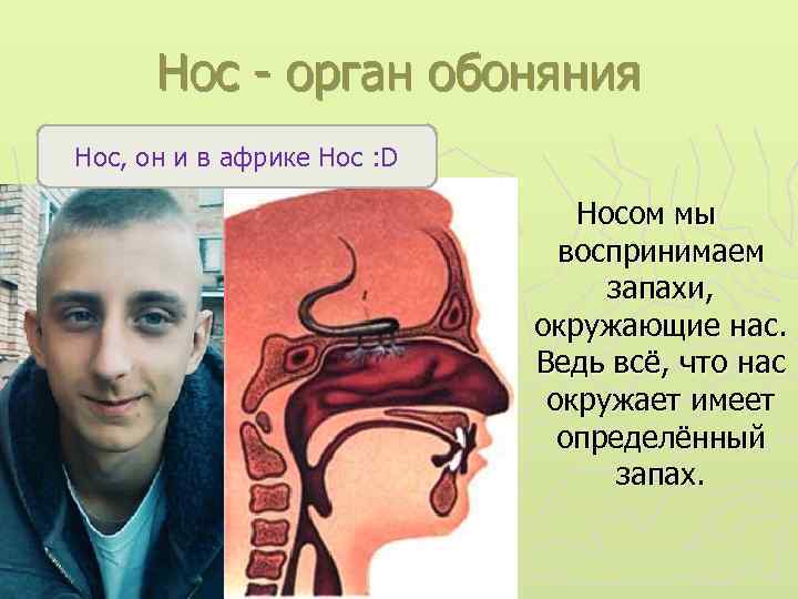 Нос - орган обоняния Нос, он и в африке Нос : D Носом мы