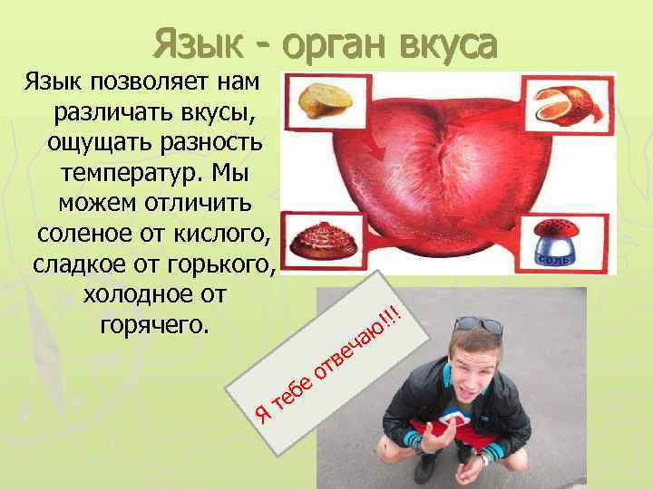 Язык - орган вкуса Язык позволяет нам различать вкусы, ощущать разность температур. Мы можем