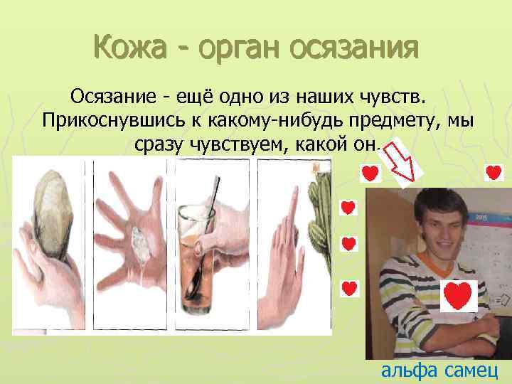 Кожа - орган осязания Осязание - ещё одно из наших чувств. Прикоснувшись к какому-нибудь