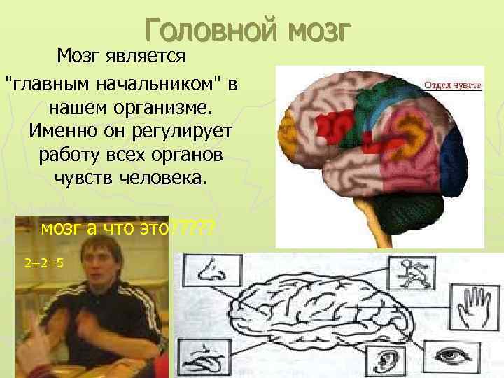 Головной мозг Мозг является 