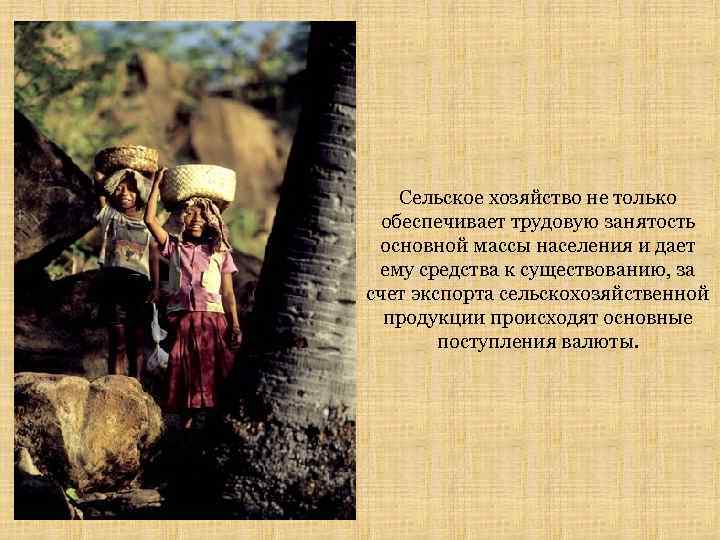 Сельское хозяйство не только обеспечивает трудовую занятость основной массы населения и дает ему средства